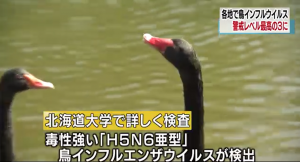 秋田県の動物園から鳥インフルエンザが検出された