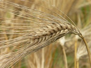 問題となったシリアルの原料の大麦